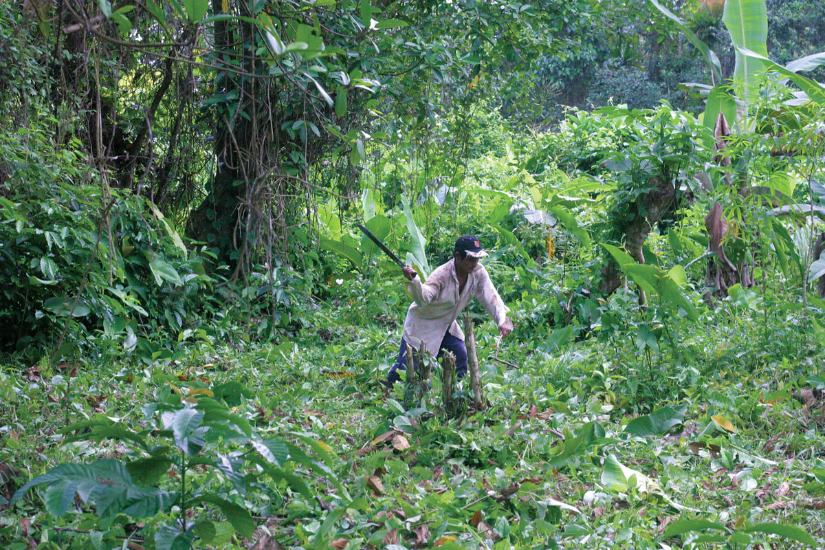 Frederico Palacios clearing a patch of jungle in the Ngöbe-Buglé Comarca. (Photos: Rachel Northrop.)