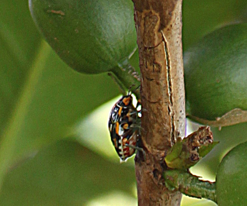 An antestia bug on a coffee plant in Burundi. (Photo courtesy of Counter Culture Coffee.)