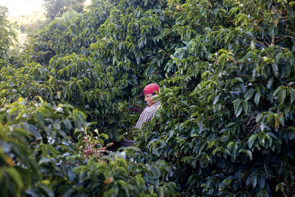 A worker picks coffee at the Monteros' farm in Costa Rica. (Photo: Jamie Netherland/Sound Coffee Collective.)