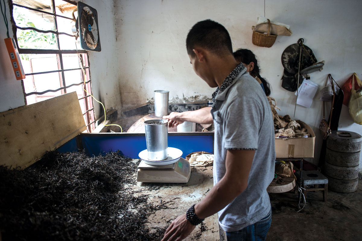 Processed pu-erh is weighed before being pressed into a bing.