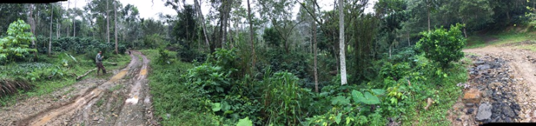 Dominican Coffee Production ; Spirit Mountain Coffee farm