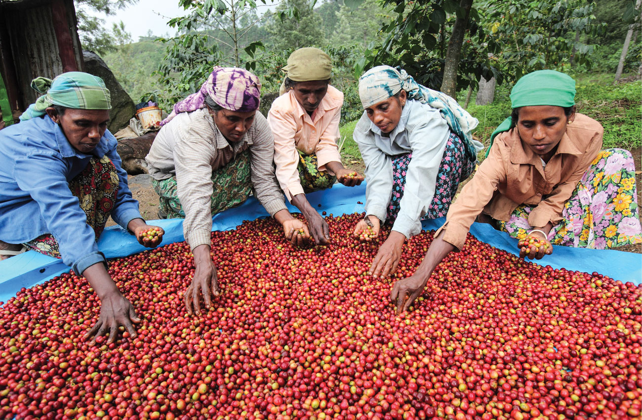 ceylon-coffee-fresh-cup-magazine