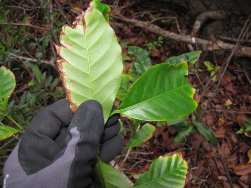 Coffea arabica leaf rust, may be related to global climate change.