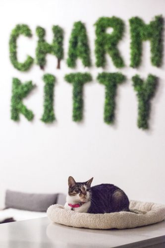 Charm City of Baltimore: Charm Kitty sign and resident cat
