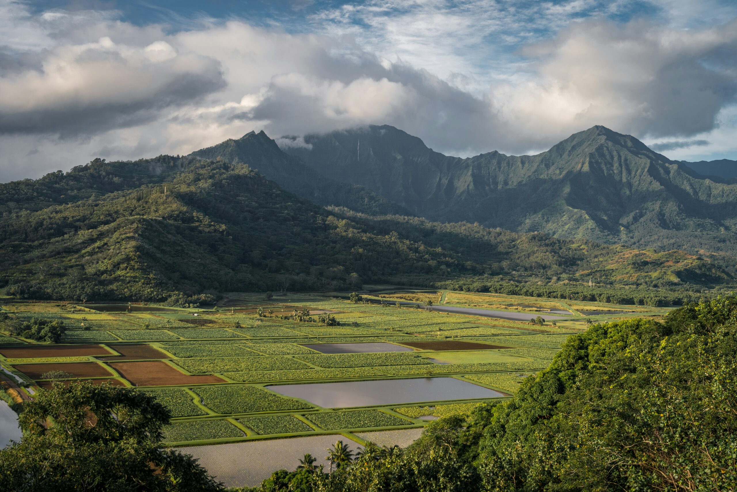 Storms in Hawaii Cause Significant Loss on Coffee Farms