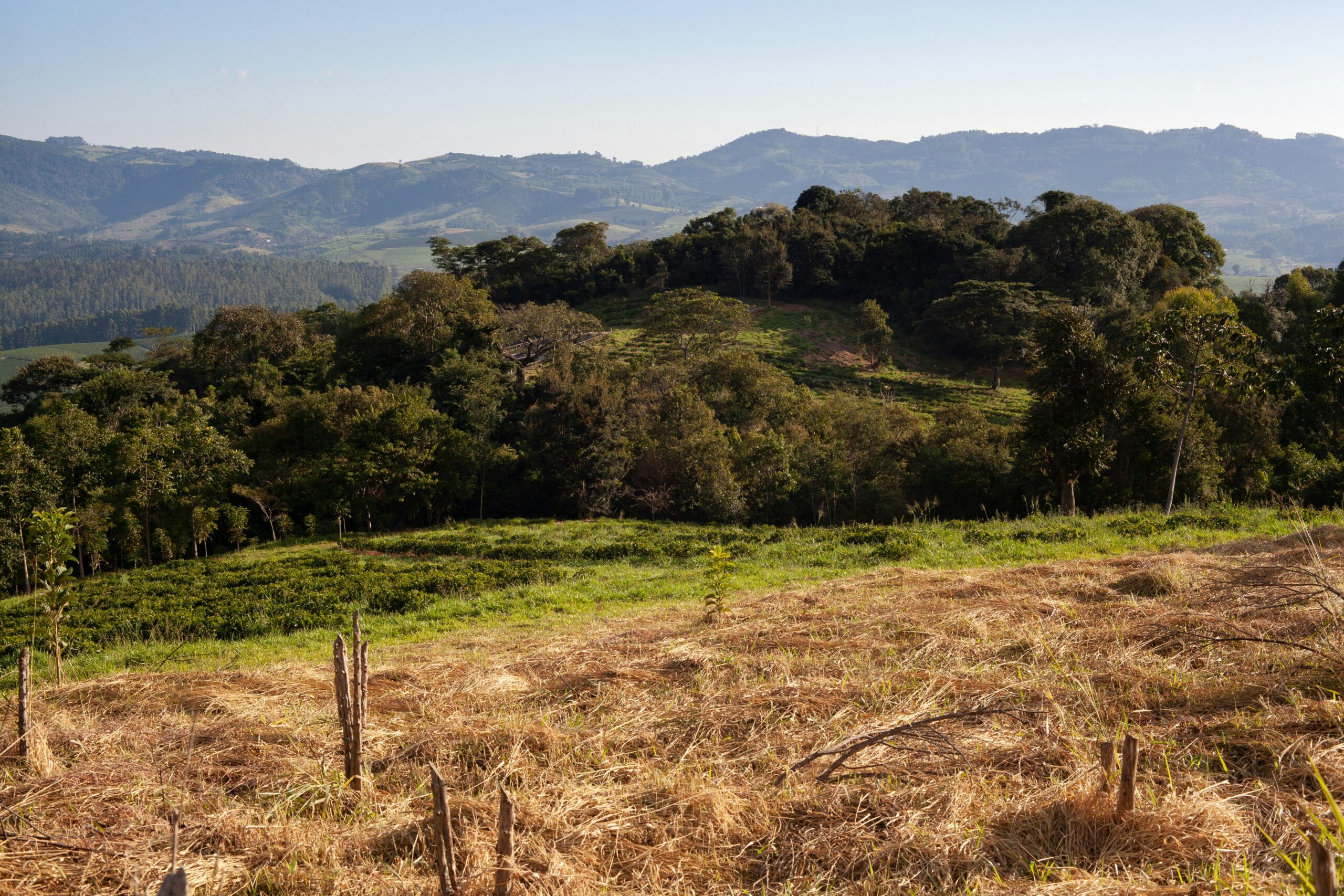 projeto-cafe-gato-mourisco-clDMZNyzTXA-u