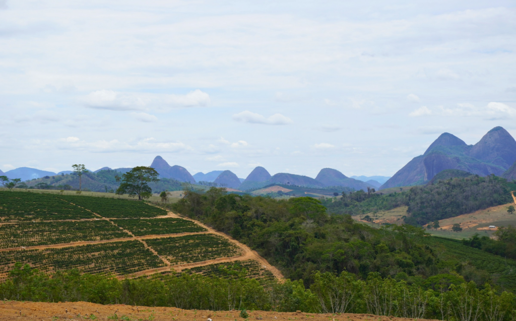 Did We Get It Wrong on Robusta? Clarifying the ‘Resilience’ Narrative